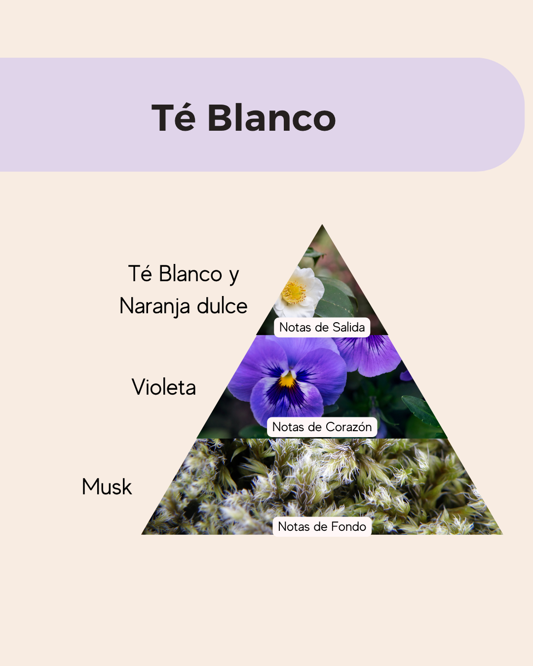 Esencia Aromática Premium Té Blanco Liposoluble - Imagen 3