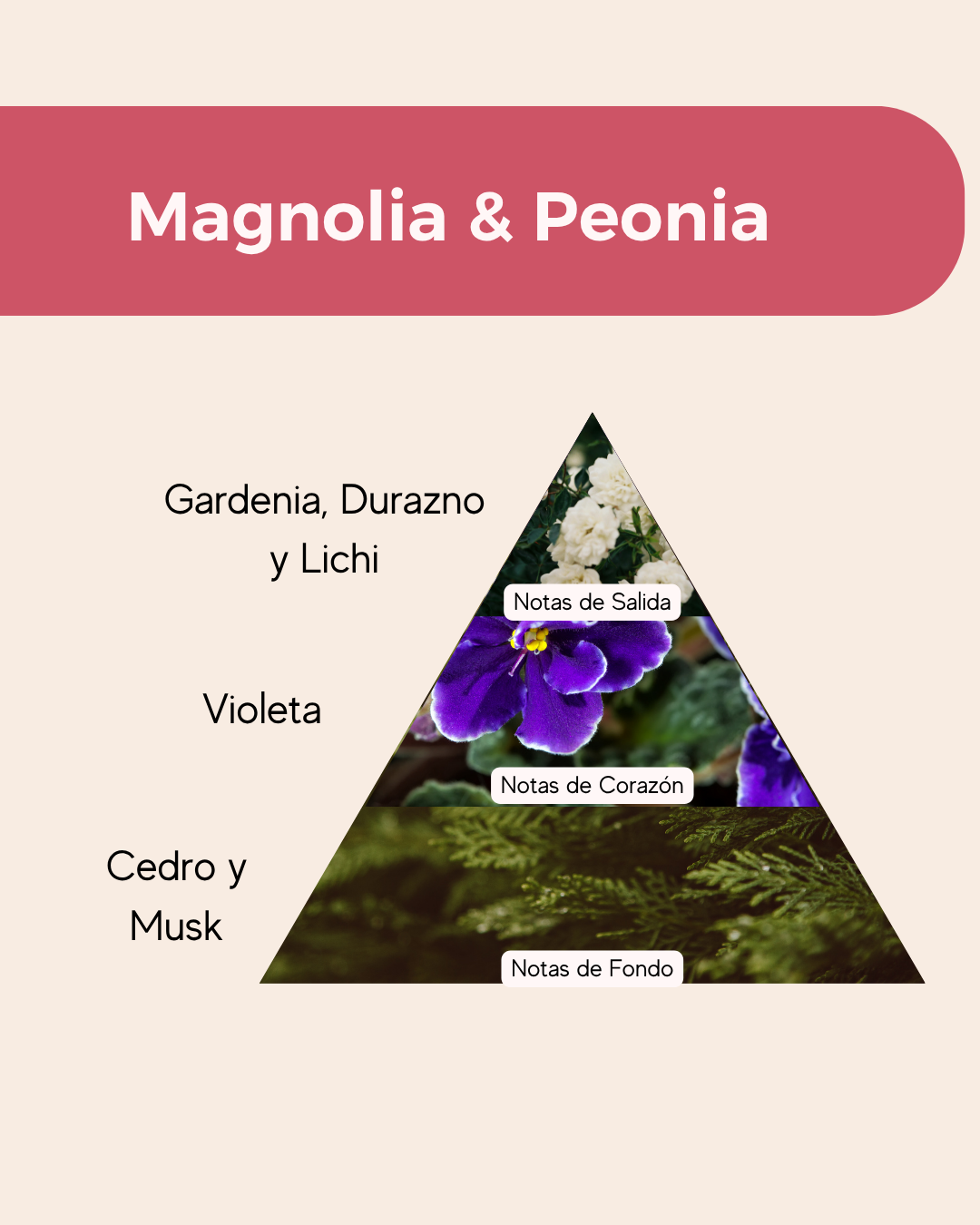 Esencia Aromática Premium Magnolia y Peonia - Imagen 3