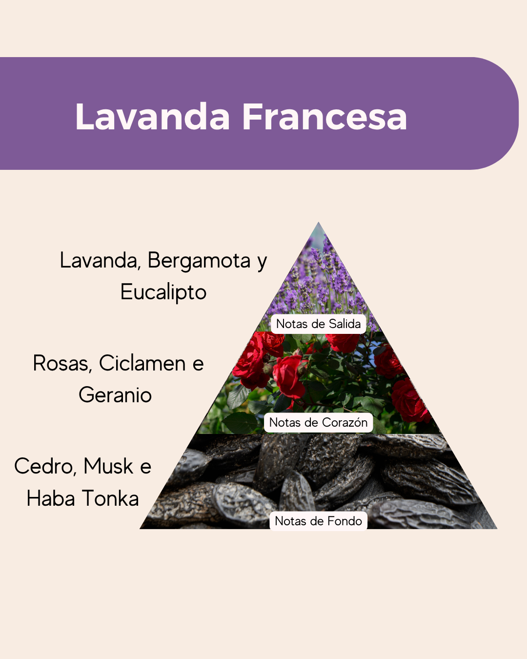 Esencia Aromática Premiun Lavanda Francesa Liposoluble - Imagen 2
